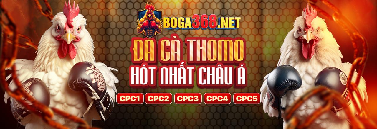 Hình ảnh một chú gà chọi được trang bị cựa sắt sáng bóng, sẵn sàng cho cuộc chiến, thể hiện sự chuẩn bị kỹ lưỡng và tính chất đặc thù của đá gà cựa sắt.