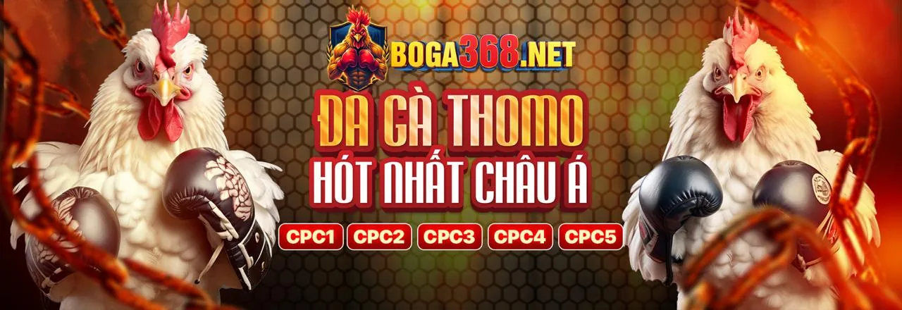 Hình ảnh một chú gà chọi được trang bị cựa sắt sáng bóng, sẵn sàng cho cuộc chiến, thể hiện sự chuẩn bị kỹ lưỡng và tính chất đặc thù của đá gà cựa sắt.