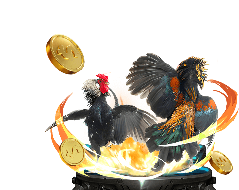 Hình ảnh cận cảnh một chú gà chọi với cựa sắt sắc bén chuẩn bị cho trận đấu tại trường gà Thomo, nhấn mạnh tính chuyên nghiệp của các giải đấu.